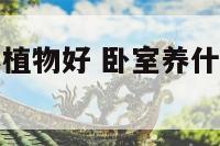 卧室养什么小植物好 卧室养什么植物好还能助眠