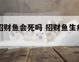 鱼缸升温招财鱼会死吗 招财鱼生病升温多长时间