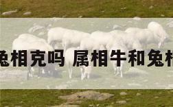 牛属兔相克吗 属相牛和兔相冲吗