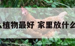 家放什么植物最好 家里放什么植物好?