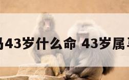 属马43岁什么命 43岁属马的