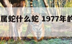 1977年属蛇什么蛇 1977年的蛇属什么