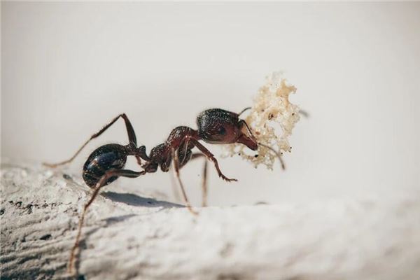 做梦梦见地震，蚂蚁搬家