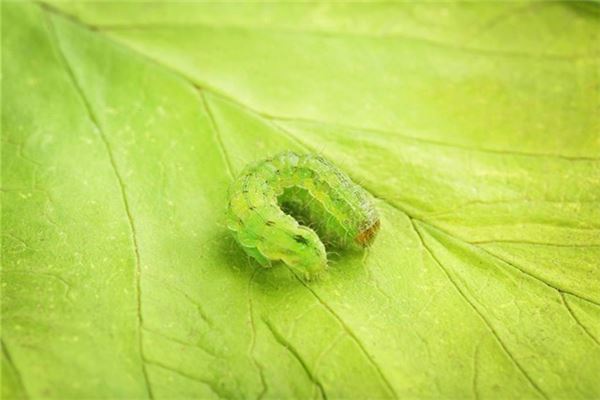 梦见嘴里面吐出虫子