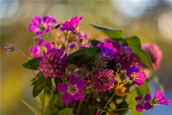 梦见庭院花木