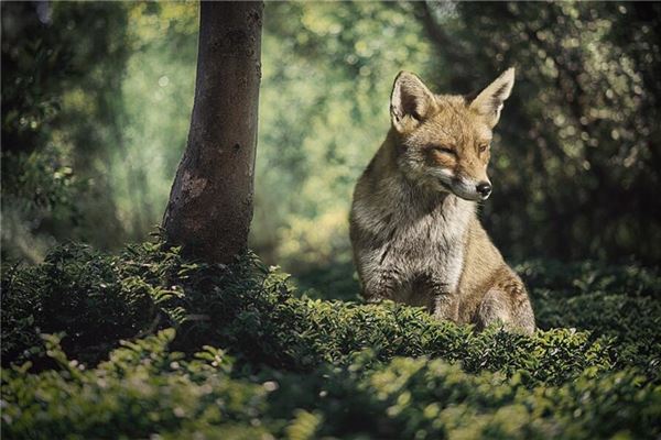 梦到山中有一群狐狸,我变成了猎人？