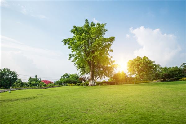 梦见草地：绿草地吉，黄草地凶