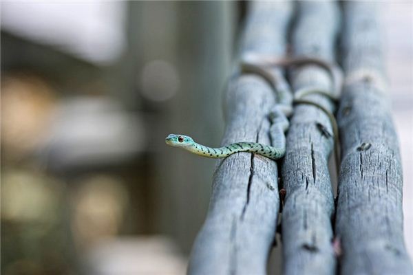 梦见蛇：见蛇当道吉，蛇入床下得重病