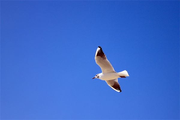 梦见海鸥：海鸥飞翔，收获满仓