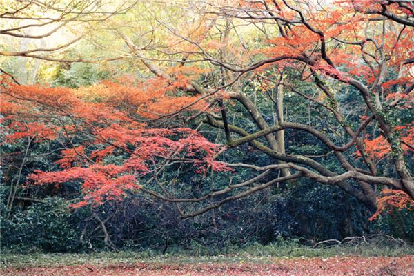 梦见枫树（叶）：梦腹生枫，主生贵子