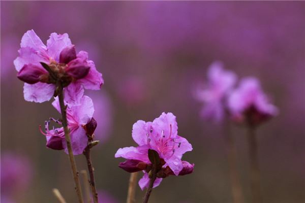 梦见杜鹃花：梦见杜鹃，爱神来到你身边