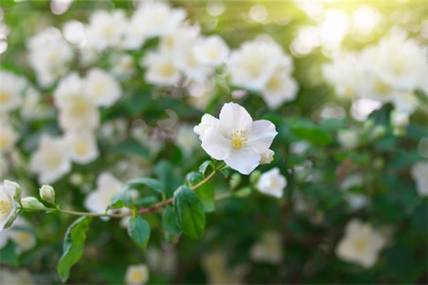 梦见茉莉：茉莉花环代表婚礼