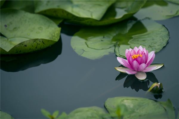 梦见荷花：梦见荷花，爱情来临