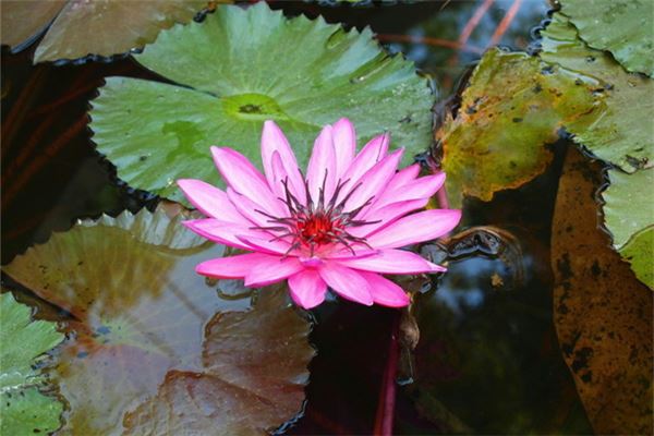 梦见莲花：梦见莲花，男吉女凶